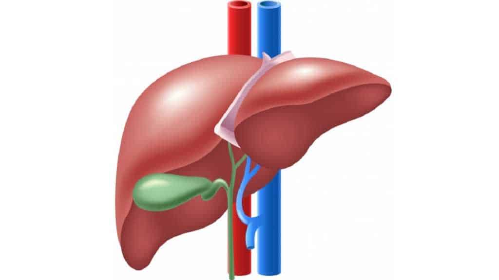 Como evitar doenças do fígado