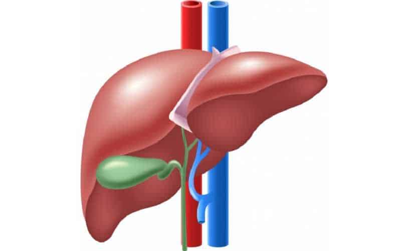 Como evitar doenças do fígado