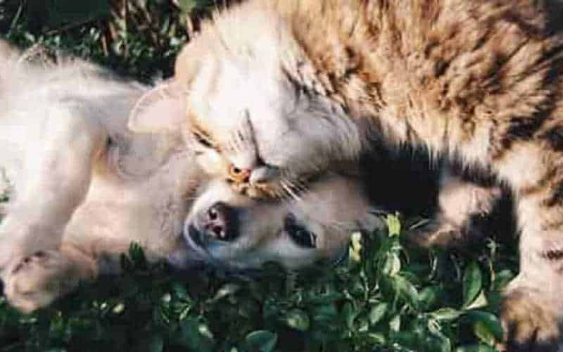 Riscos de picada de inseto em cães e gatos
