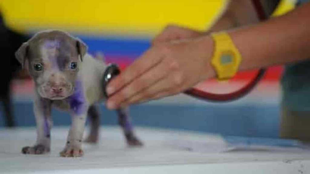 primeira vacina oral para cães