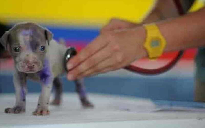 primeira vacina oral para cães