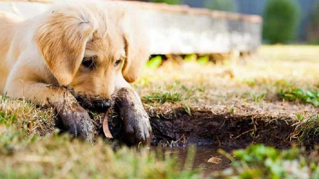 Enriquecimento ambiental para cachorros: como fazer?