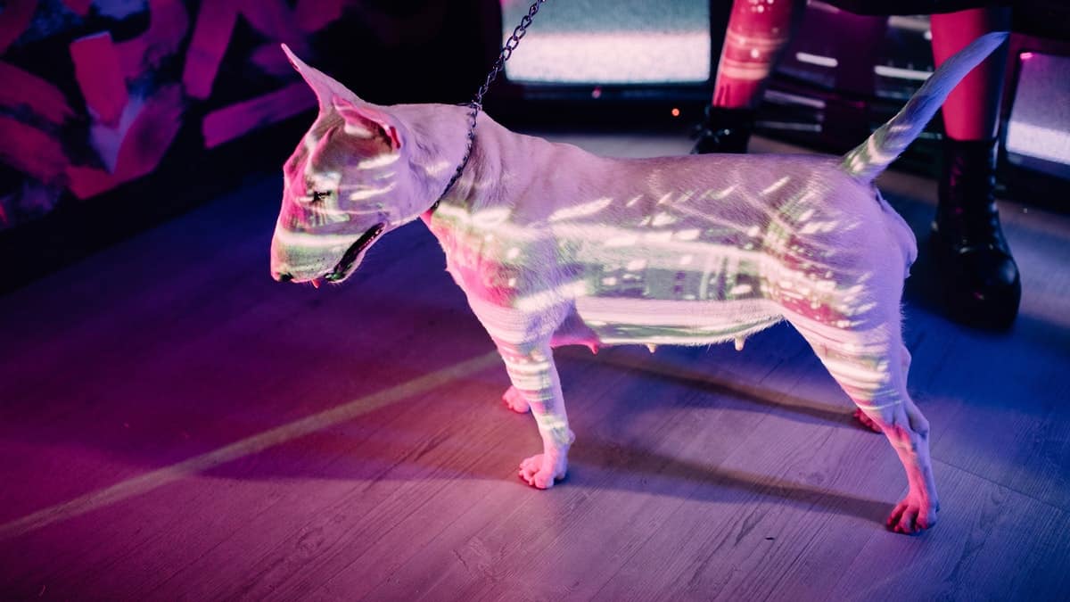 Tudo o que você precisa saber sobre o Bull Terrier