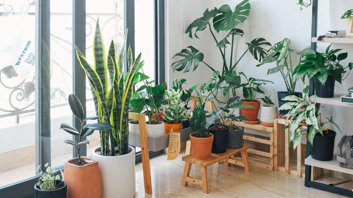 As melhores plantas para ambientes internos