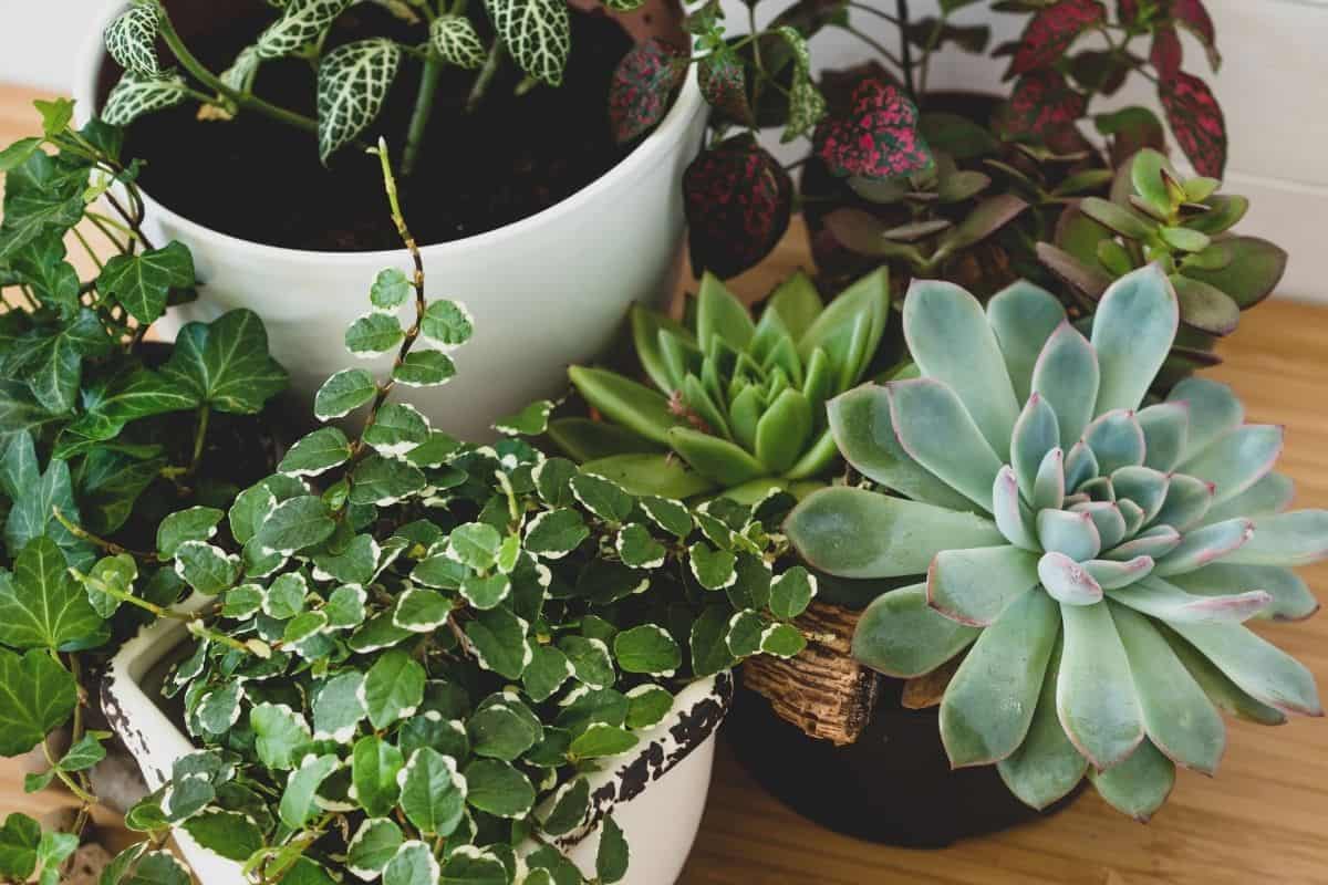 Principais tipos de plantas para dentro de casa e quais cuidados tomar