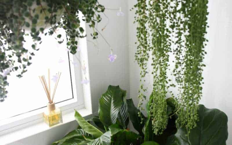 tipos de plantas para dentro de casa