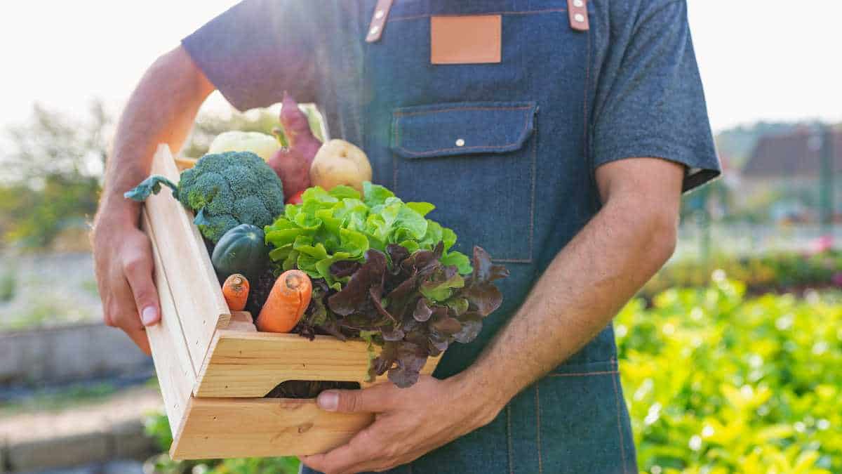 Benefícios dos alimentos orgânicos